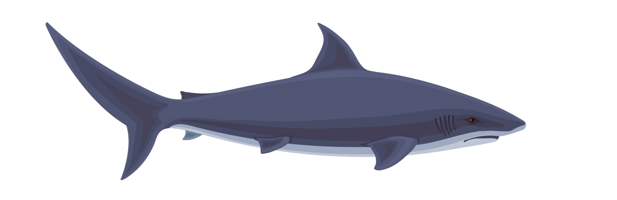 Business solution SHark